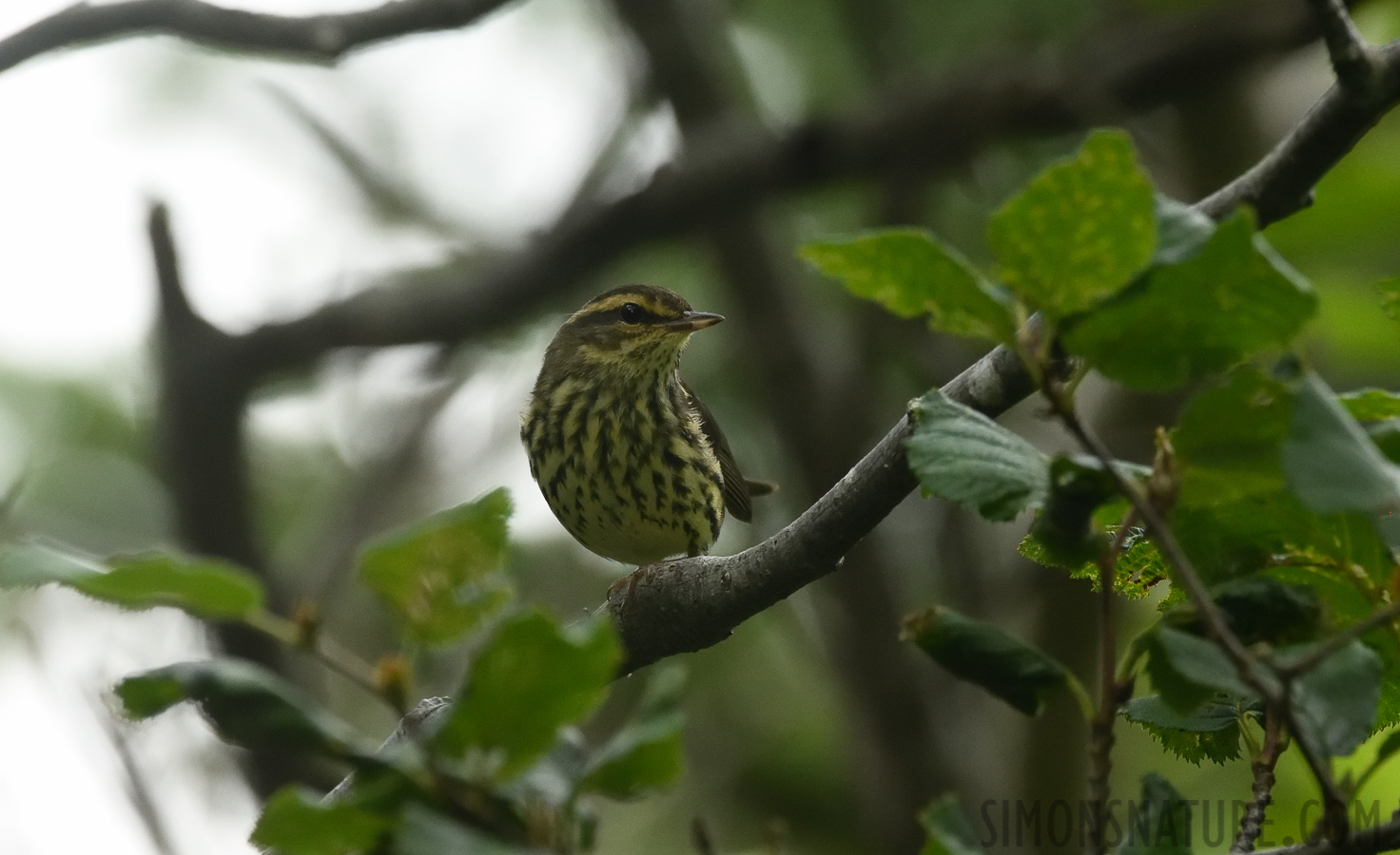 Parkesia noveboracensis [400 mm, 1/1000 Sek. bei f / 8.0, ISO 2500]